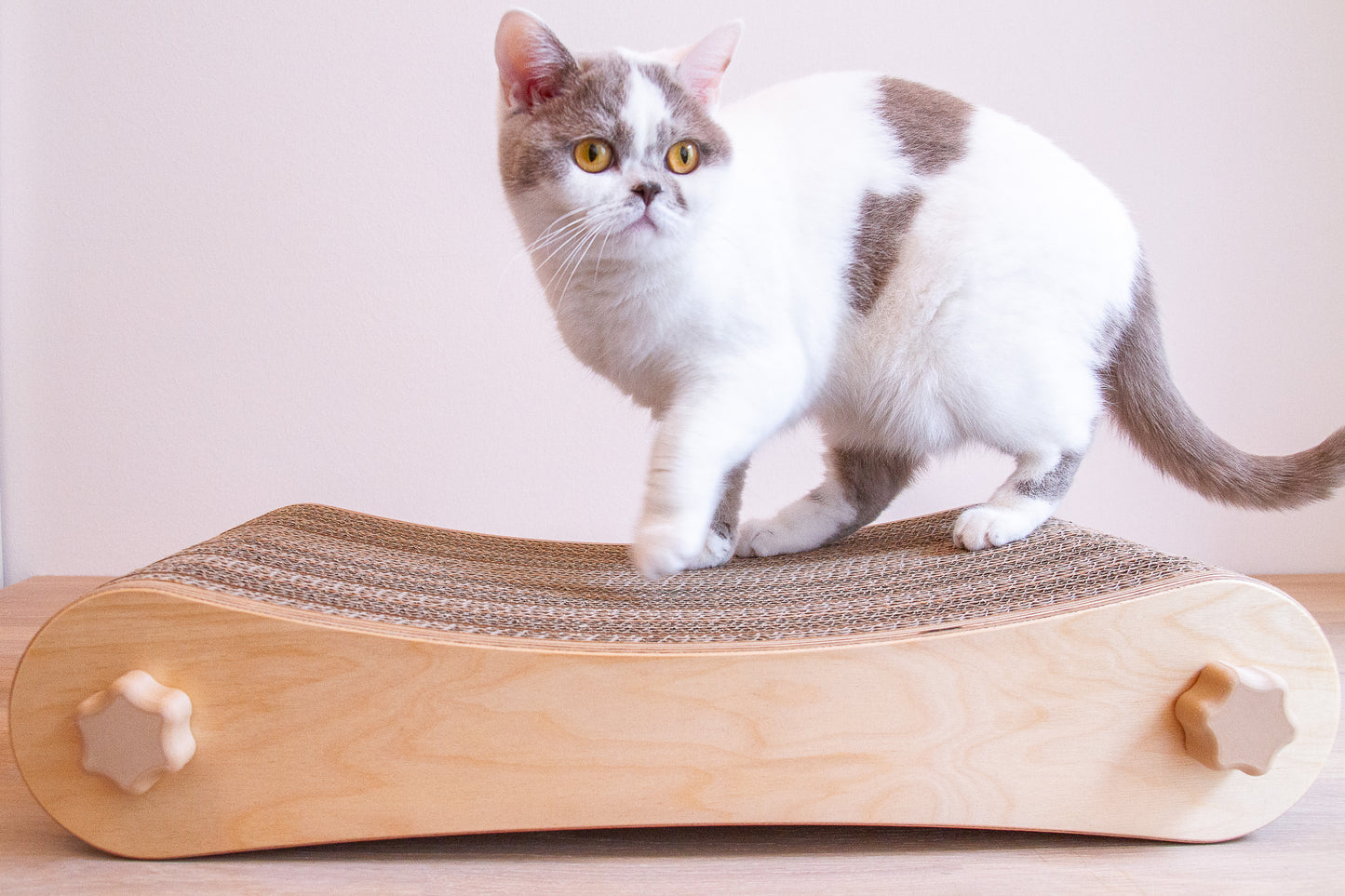 Kratzmöbel für Katzen in Form einer Liege bestehend aus zwei hellen Holzelementen mit Wellpappebögen dazwischen. Die Verschraubung erfolgt mit Muttern aus Holzfilament in Form von abgerundeten Sternen. Mittelgroße weiß-lilac farbende Katze, ca. 3,8 kg steht auf der Liege drauf um die Größe in Relation zur Katze darzustellen.