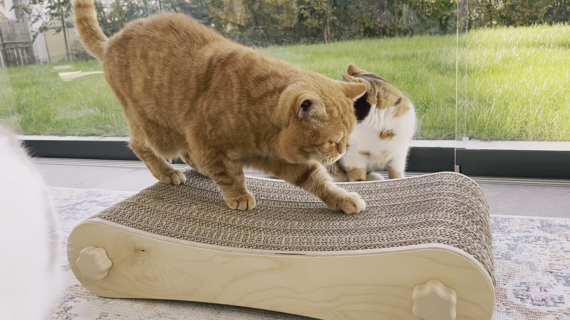 Kratzmöbel für Katzen in Form einer Liege bestehend aus zwei hellen Holzelementen mit Wellpappebögen dazwischen. Die Verschraubung erfolgt mit Muttern aus Holzfilament in Form von abgerundeten Sternen. Mittelgroße rot-getigerte Katze, ca. 4 kg bekratzt die Liege, um die Größe in Relation zur Katze darzustellen.